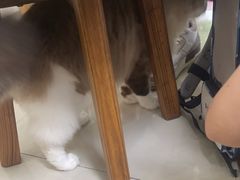 -瑞派康怡24h宠物医院·犬猫医疗中心·微创绝育(瑞景分院)