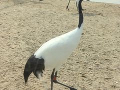 -盐城丹顶鹤湿地生态旅游区