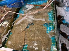 -渡海小渔村.老辈日照菜
