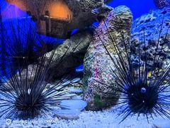 -上海海洋水族馆