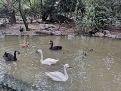 -扬州市茱萸湾风景区