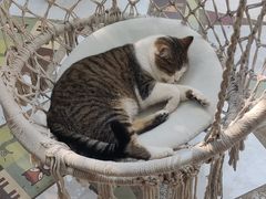 -喵屿·大理花园猫咖