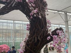 -上海鲜花港