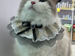 -爱洗澡的猫(望京店)
