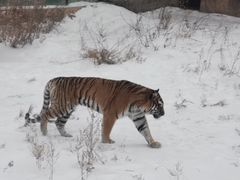 -新疆天山野生动物园