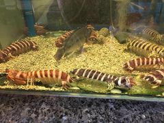 -Isla Sugbu Seafood City