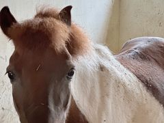 -北京群众马术培训基地