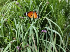 -华农酸奶文化馆