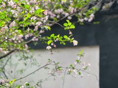 -惠山古镇·寄畅园