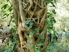 -中国科学院西双版纳热带植物园