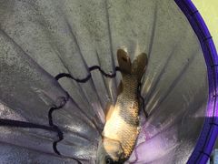 -酷鱼垂钓CLUB(朝阳区博大路店 )