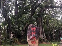 -瑞丽独树成林风景区