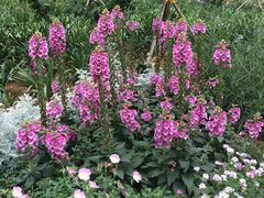 -洪湖湿地生态园