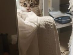 -四月宠物医院·猫专科·心脏专科·内科(转塘店)