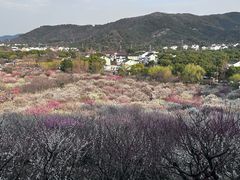 -香雪海