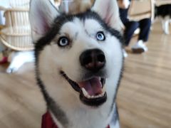 -Husky Go! 哈士奇体验馆·宠物咖啡厅狗咖