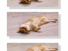 -东方名猫馆·英短金渐层布偶猫舍(环线广场1号楼店)