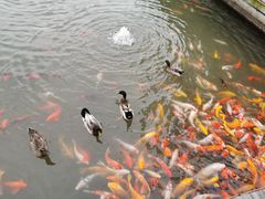 -滕州微山湖红荷湿地景区