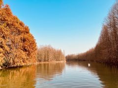 -上海海湾国家森林公园