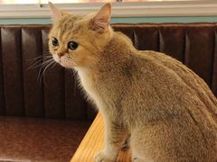 -猫小院猫主题餐厅(三里屯店)