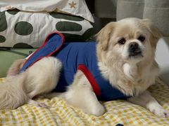 -北京恒爱动物医院(清景园分院)