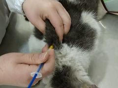 -米苏动物医院·犬猫专科·骨科外科内窥镜