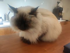 -有猫主题·治愈系猫咖(曾厝垵店)