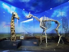 -国家自然博物馆