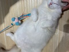 -momokira米努特·德文卷毛猫·棉花面纱犬