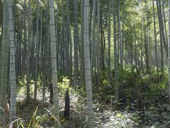 -东明山森林公园