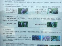 -嘉定紫藤园
