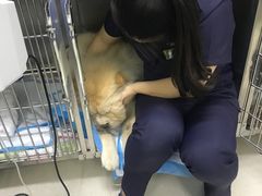 -爱妮康宠物医院·干细胞免疫细胞·肿瘤·心脏(张江店)