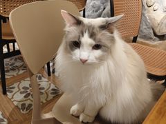 -猫猫幼稚园·撸猫·桌游·电玩