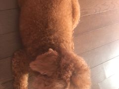 -瑞派天宁宠物医院·猫科·异宠中心