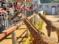 -西霞口神雕山野生动物世界