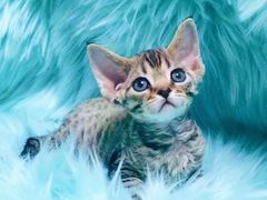 -麒麟缅因猫舍·十五年缅因猫选购中心