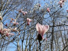 -上海共青森林公园