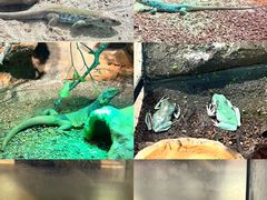 -帕帕拉兹宠物(亚洲旗舰店)