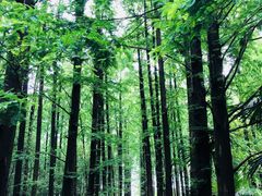 -同里国家湿地公园
