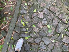 -上海佘山国家森林公园天马山园