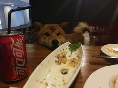 -百好乐宠物友好餐厅(朝外大街店)