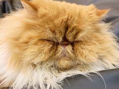 -飞行喵MR PILOT|猫舍·猫咖(静安大融城店)