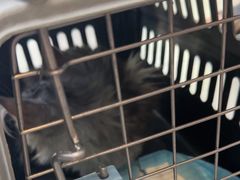 -瑞派伍一宠物医院·眼科·骨科·猫科转诊中心(马王堆院)