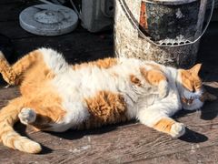 -会仙楼饭庄(宽厚里店)