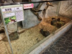 -Zoolung Zoolung动物主题公园(海信广场店)