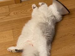 -喜多萌中农锦绣动物医院24H·猫科·牙科MRI·CT