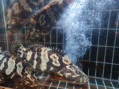 -海铺·渔家虾水饺(皇姑店)