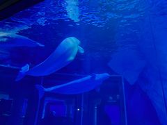 -上海海昌海洋公园-冰山北极馆