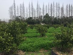 -前小桔亲子创意农场·草莓采摘·露营烧烤