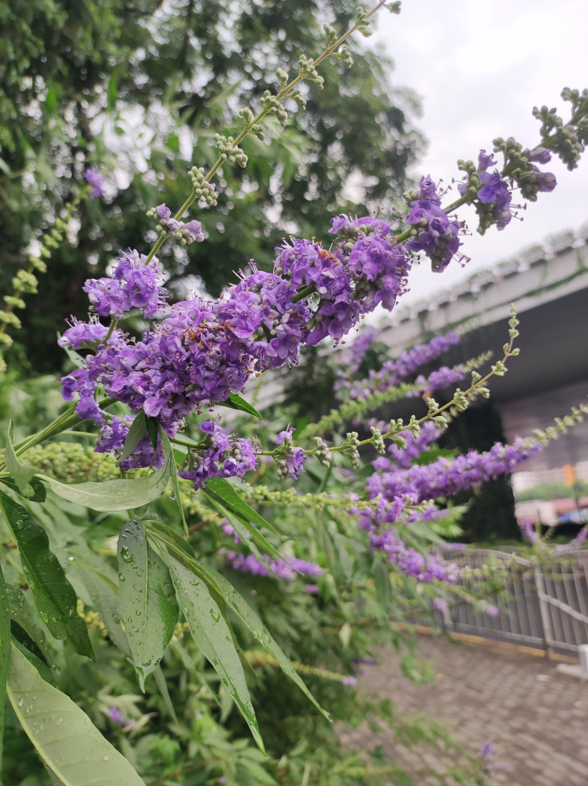 每天认识一种花|穗花牡荆